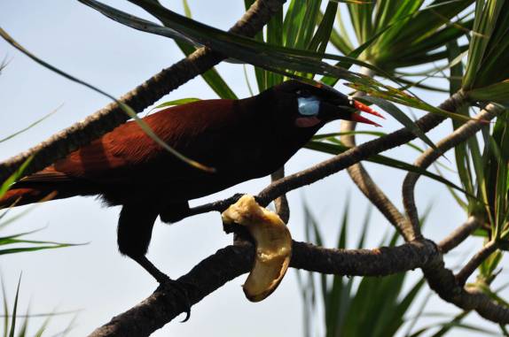 Pássaro se alimenta de banana em terreno de hotel na região da Laguna de Arenal, na Costa Rica